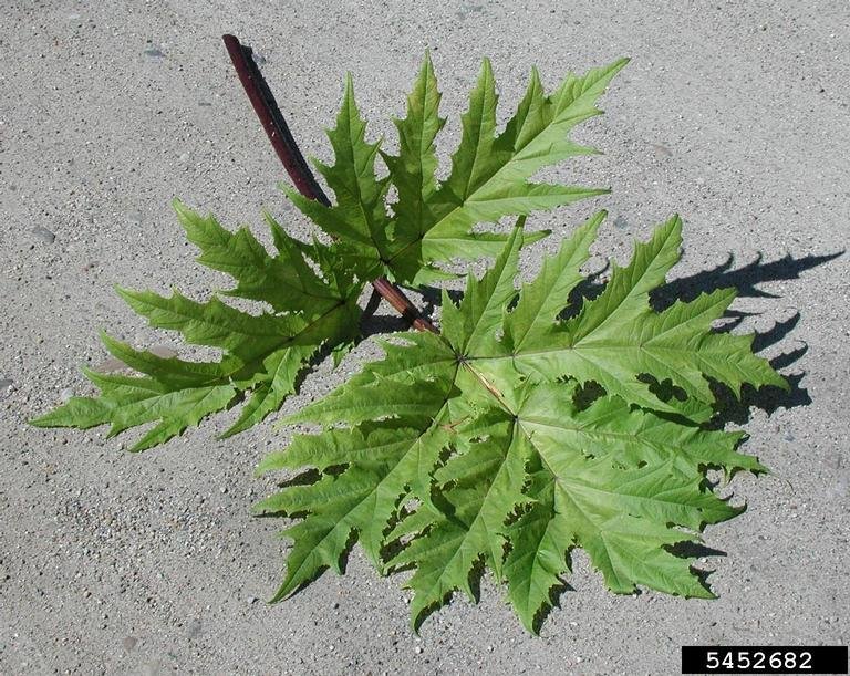 giant hogweed leaf