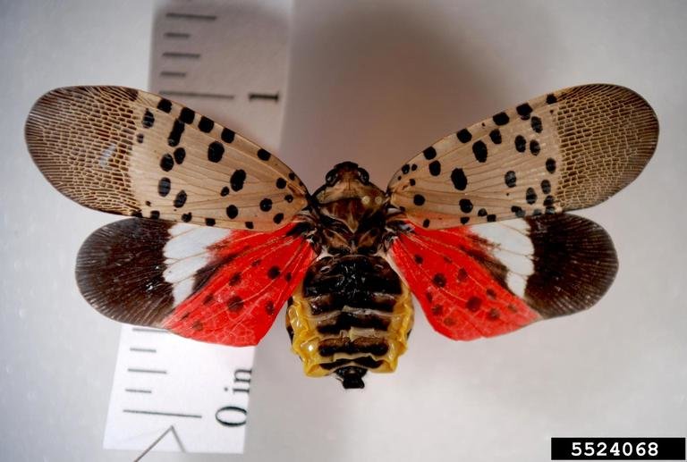spotted lanternfly - adult