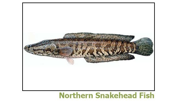 Northern Snakehead Fish