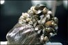 zebra mussel
